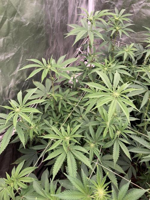 Zoy Sauce Clones (My Keeper Cut). Week 3