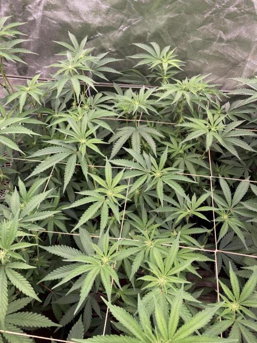 Zoy Sauce Clones (My Keeper Cut). Week 3