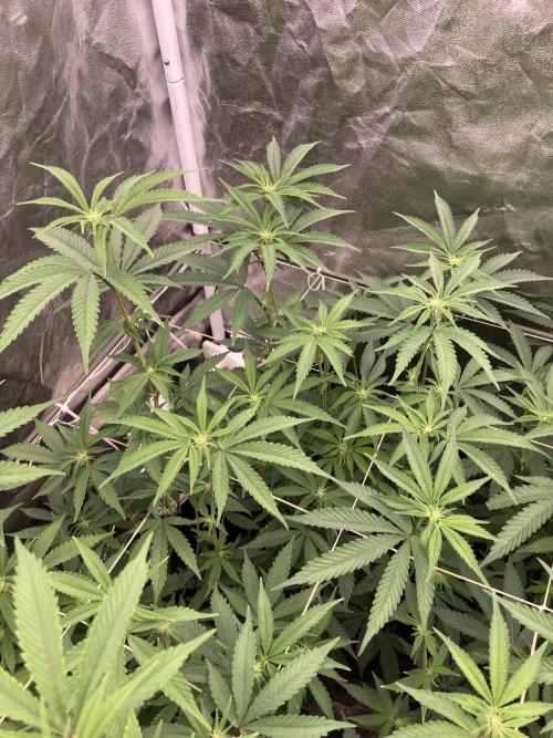 Zoy Sauce Clones (My Keeper Cut). Week 3