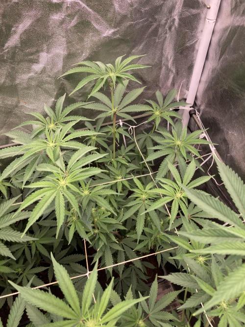 Zoy Sauce Clones (My Keeper Cut). Week 3