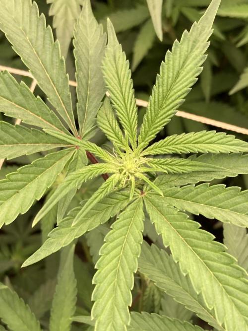 Zoy Sauce Clones (My Keeper Cut). Week 3