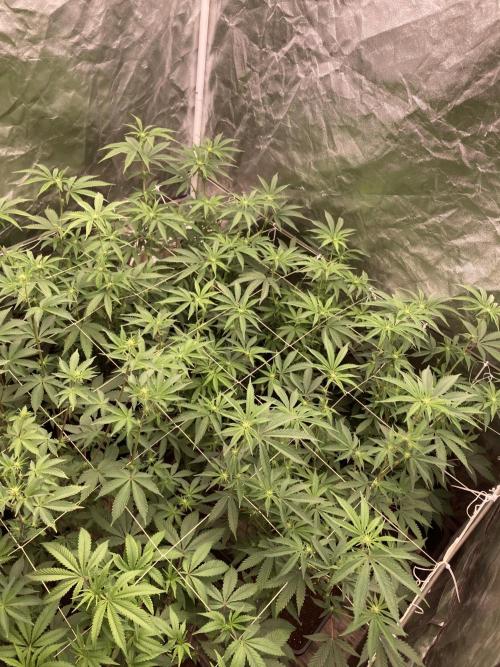 Zoy Sauce Clones (My Keeper Cut). Week 3