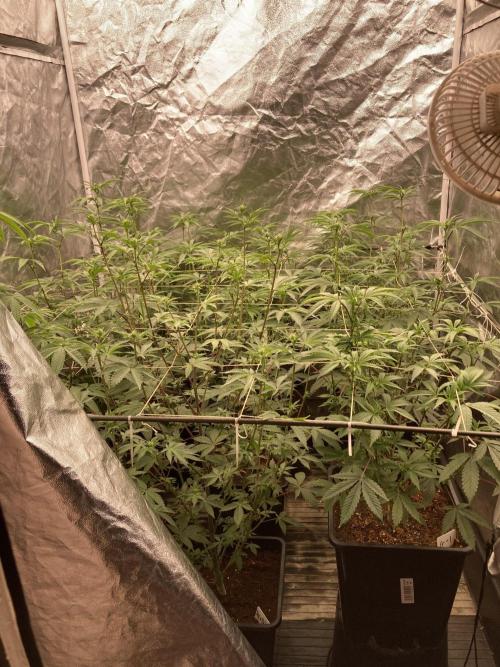 Zoy Sauce Clones (My Keeper Cut). Week 3