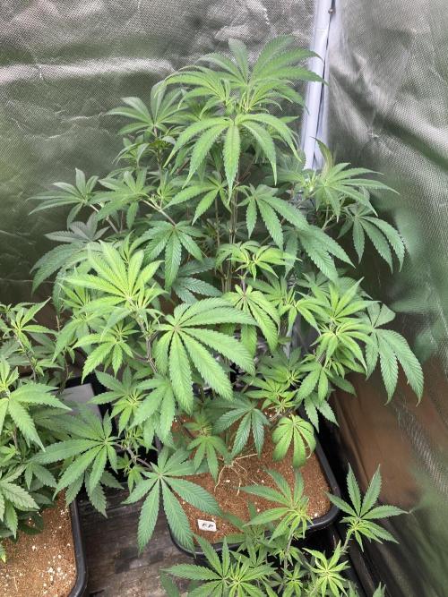FrozayPie x MannaMountain (ttcultivator). Week 8