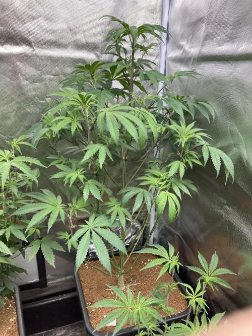 FrozayPie x MannaMountain (ttcultivator). Week 8