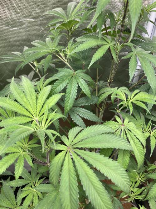 FrozayPie x MannaMountain (ttcultivator). Week 8
