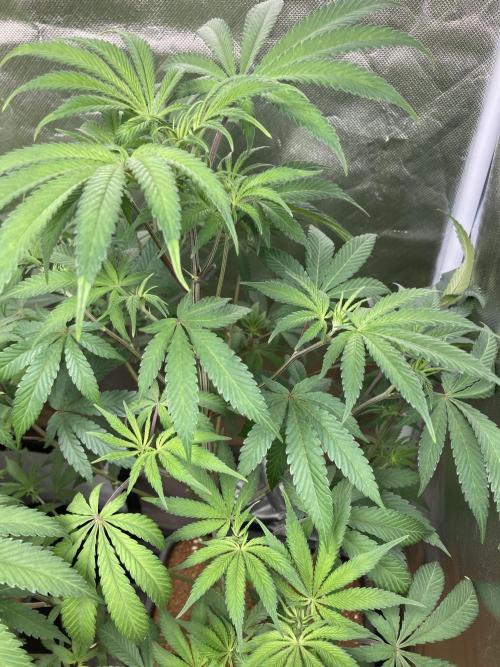 FrozayPie x MannaMountain (ttcultivator). Week 8