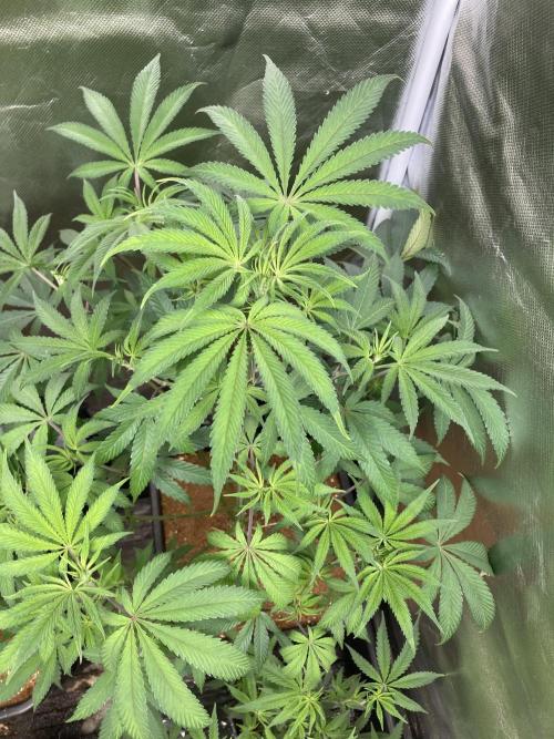FrozayPie x MannaMountain (ttcultivator). Week 8