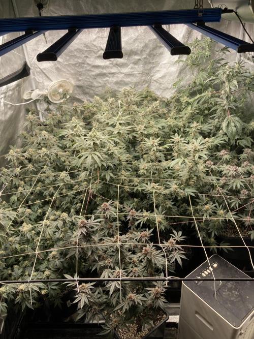 Gas Cream Runtz (LIT FARMS). Week 13