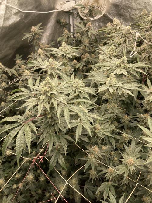 Gas Cream Runtz (LIT FARMS). Week 13