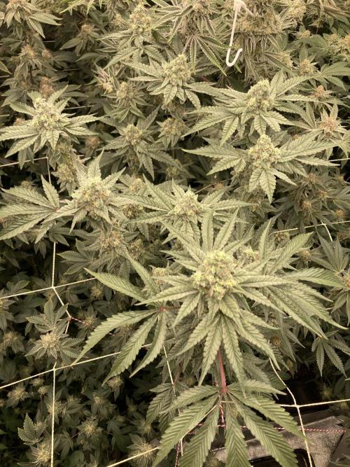 Gas Cream Runtz (LIT FARMS). Week 13