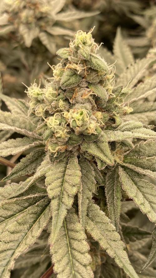 Gas Cream Runtz (LIT FARMS). Week 13