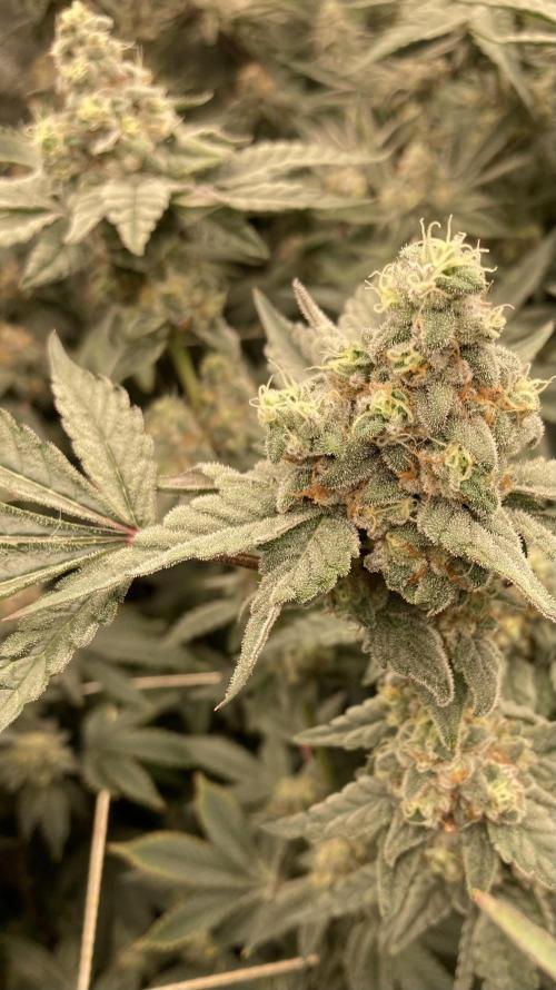 Gas Cream Runtz (LIT FARMS). Week 13