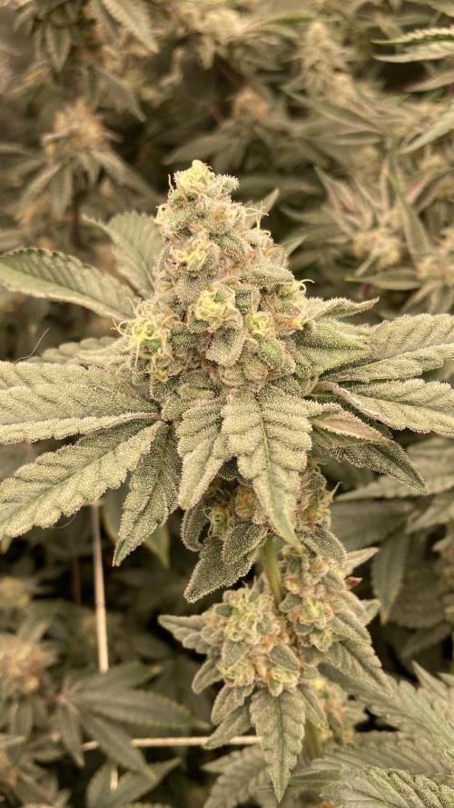 Gas Cream Runtz (LIT FARMS). Week 13