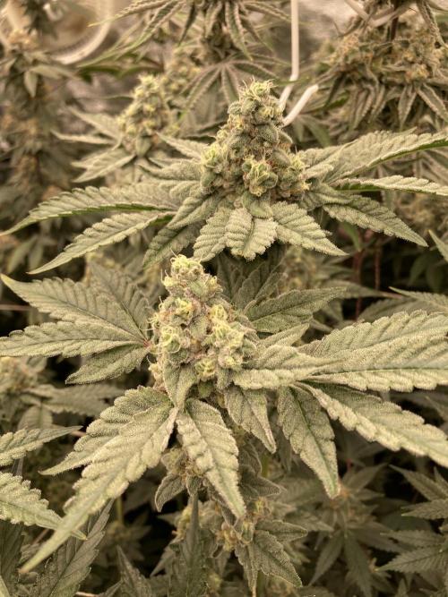 Gas Cream Runtz (LIT FARMS). Week 13