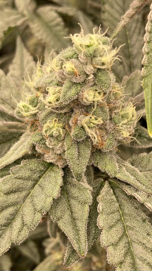 Gas Cream Runtz (LIT FARMS). Week 13