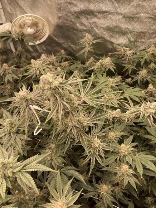 Platinum IX (In House Genetics). Week 13