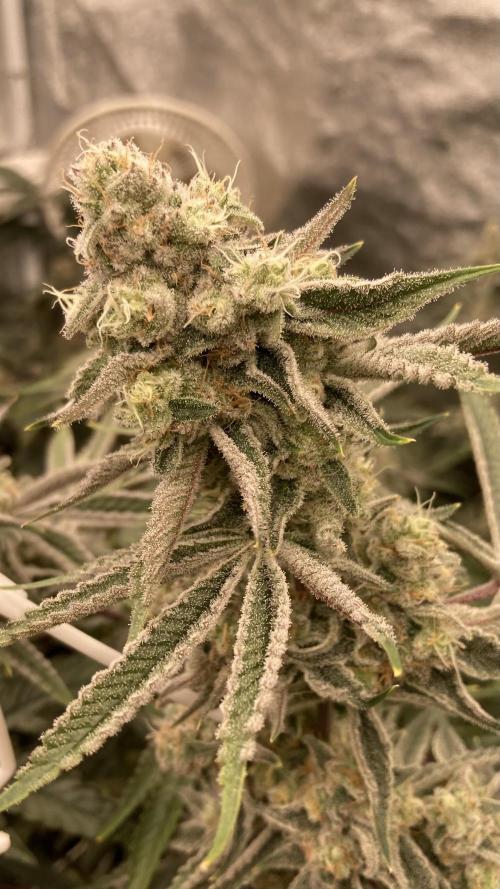 Platinum IX (In House Genetics). Week 13