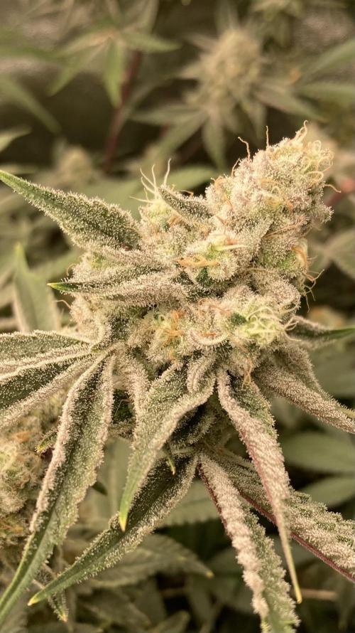 Platinum IX (In House Genetics). Week 13