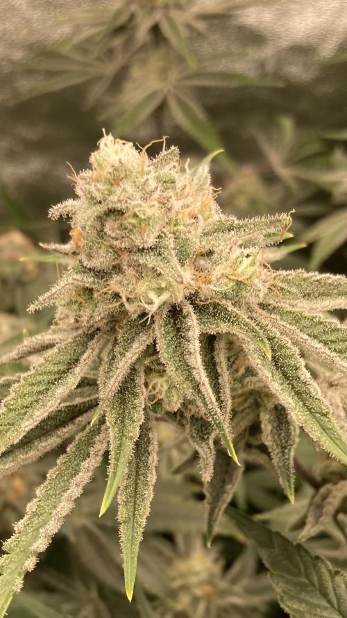 Platinum IX (In House Genetics). Week 13