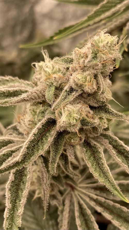 Platinum IX (In House Genetics). Week 13