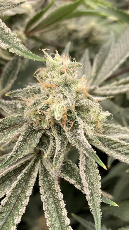 Platinum IX (In House Genetics). Week 13