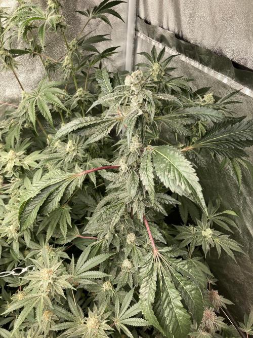 Chrome Dome (Compound Genetics). Week 13