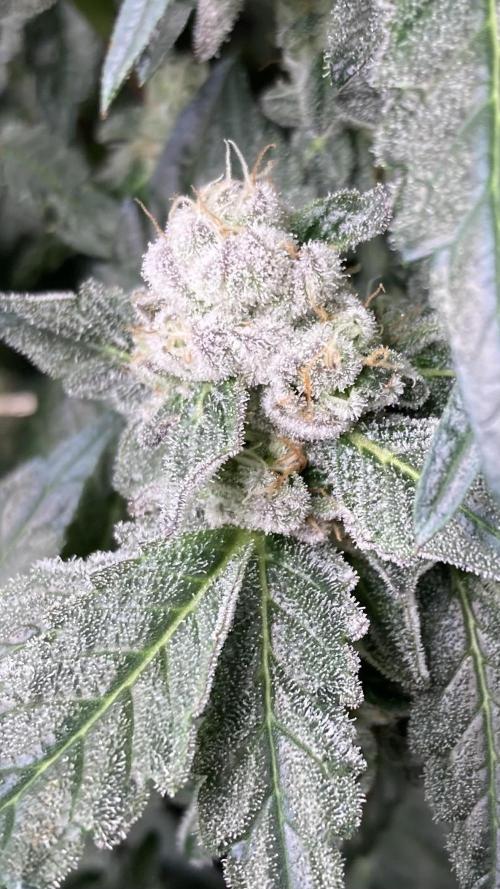Chrome Dome (Compound Genetics). Week 13