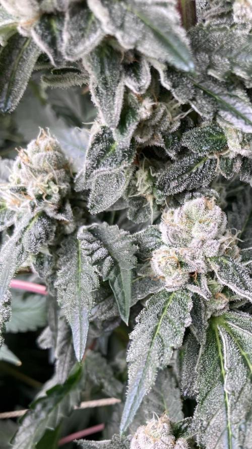 Chrome Dome (Compound Genetics). Week 13