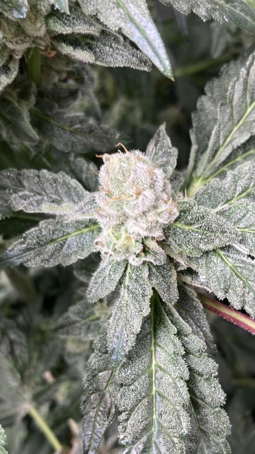 Chrome Dome (Compound Genetics). Week 13