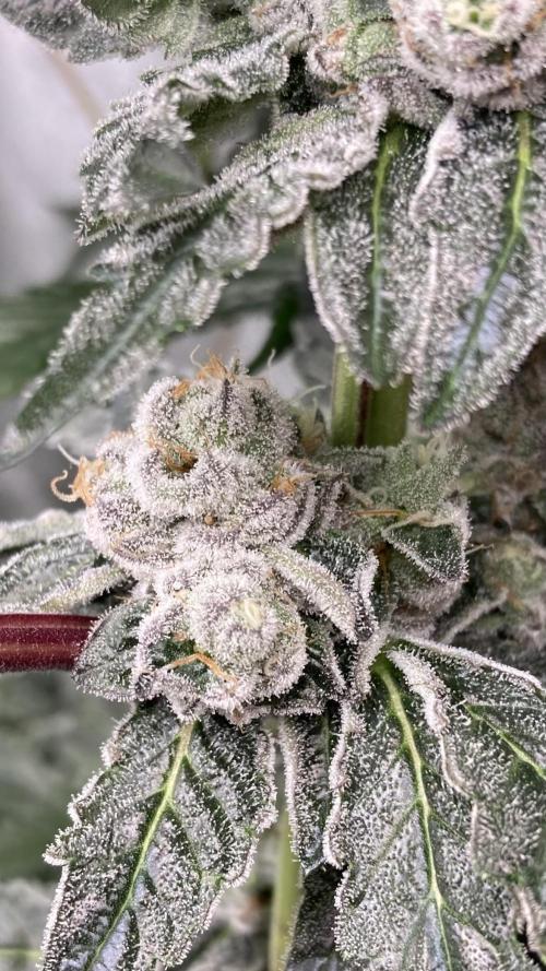 Chrome Dome (Compound Genetics). Week 13