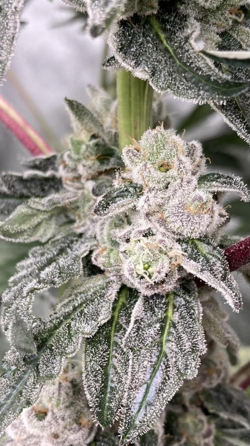 Chrome Dome (Compound Genetics). Week 13