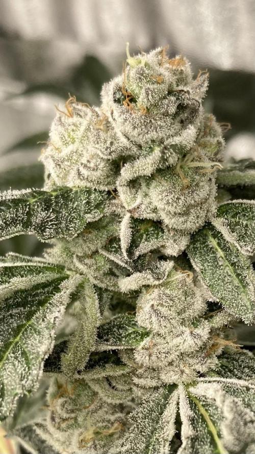 Chrome Dome (Compound Genetics). Week 13