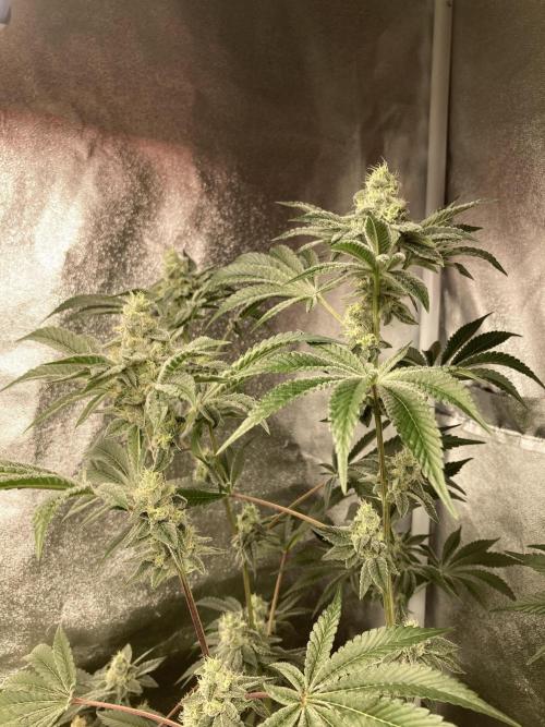 All Starz (LIT FARMS). Week 13