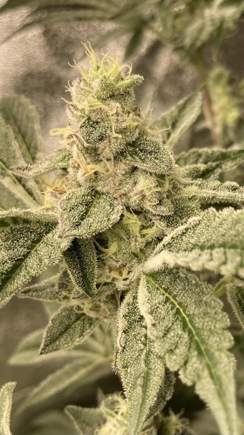 All Starz (LIT FARMS). Week 13