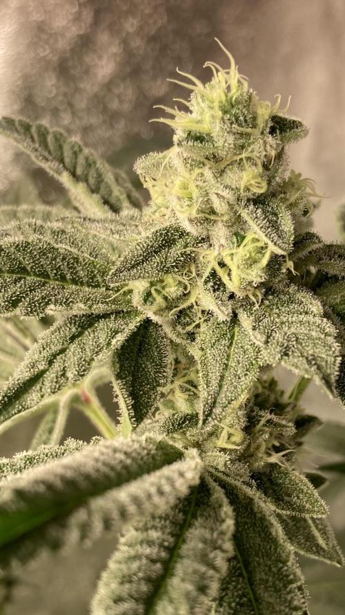 All Starz (LIT FARMS). Week 13
