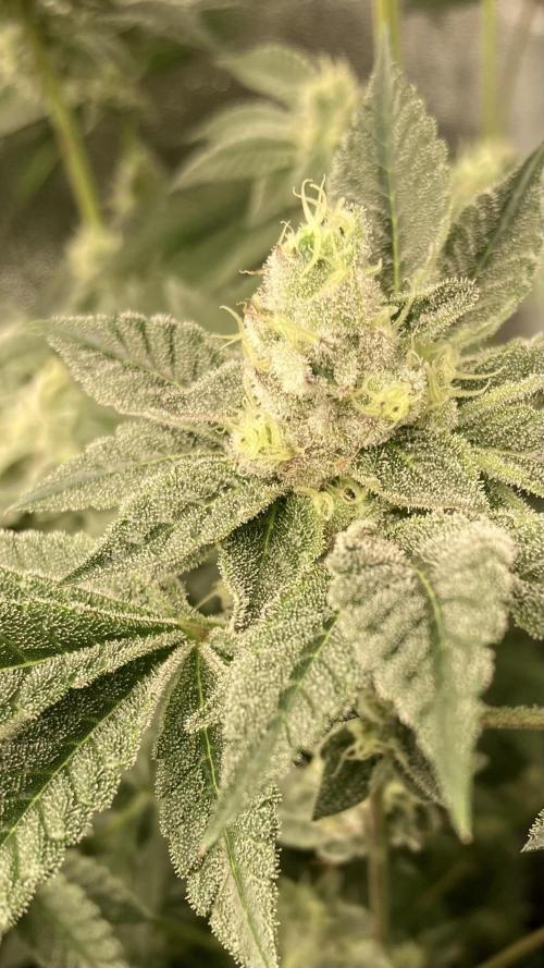 All Starz (LIT FARMS). Week 13
