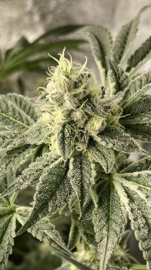 All Starz (LIT FARMS). Week 13