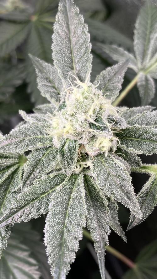All Starz (LIT FARMS). Week 13