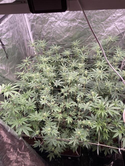 Gastini (LIT Farms). Week 10