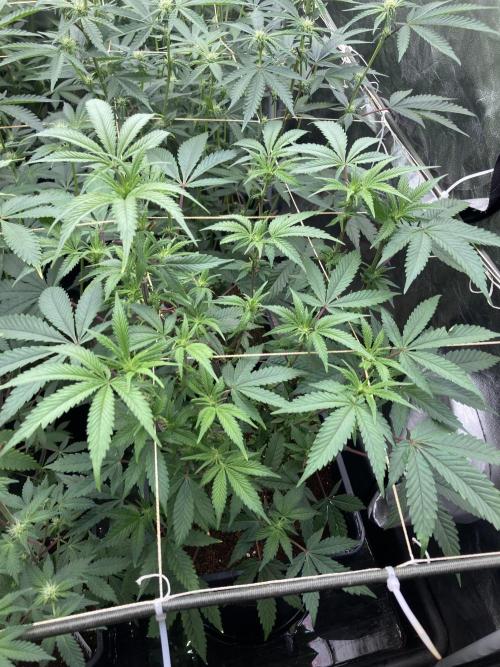 Gastini (LIT Farms). Week 10