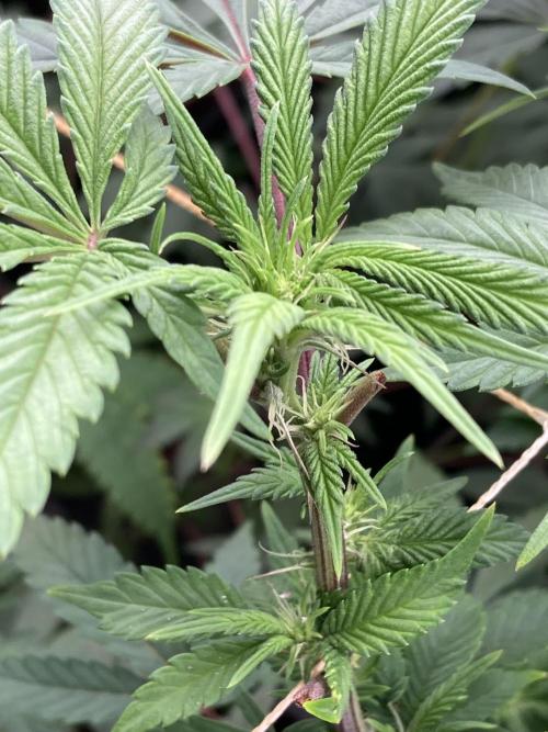 Gastini (LIT Farms). Week 10