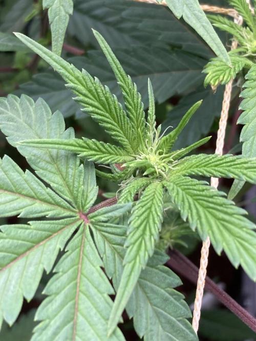Gastini (LIT Farms). Week 10