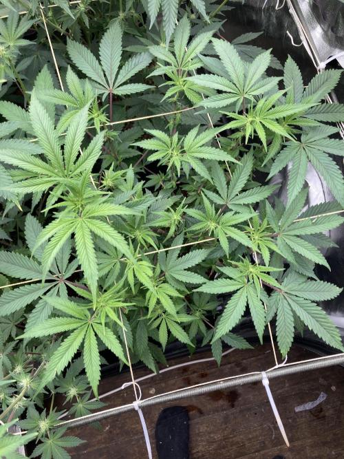 Gastini (LIT Farms). Week 10