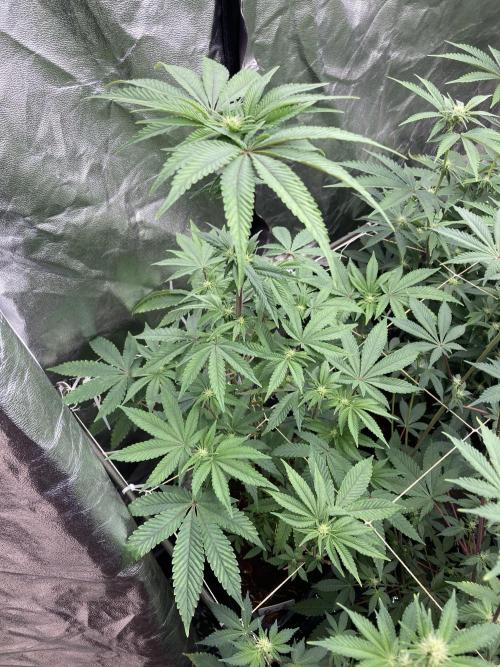 Gastini (LIT Farms). Week 10