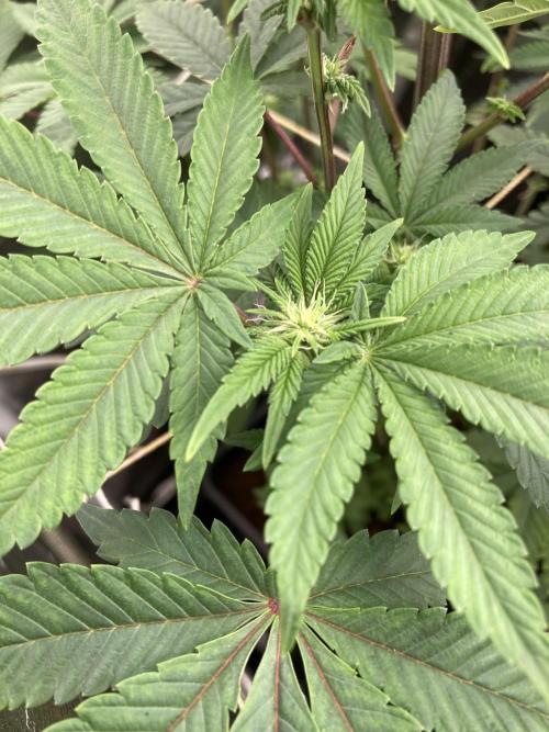 Gastini (LIT Farms). Week 10