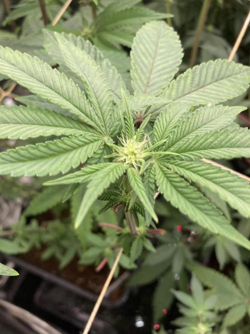 Gastini (LIT Farms). Week 10