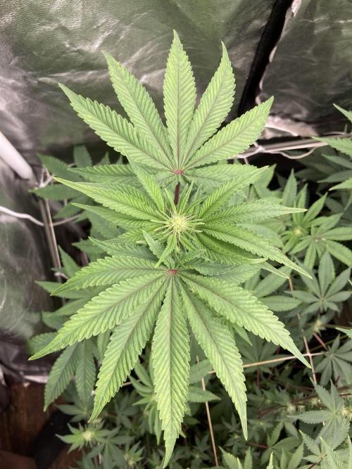 Gastini (LIT Farms). Week 10