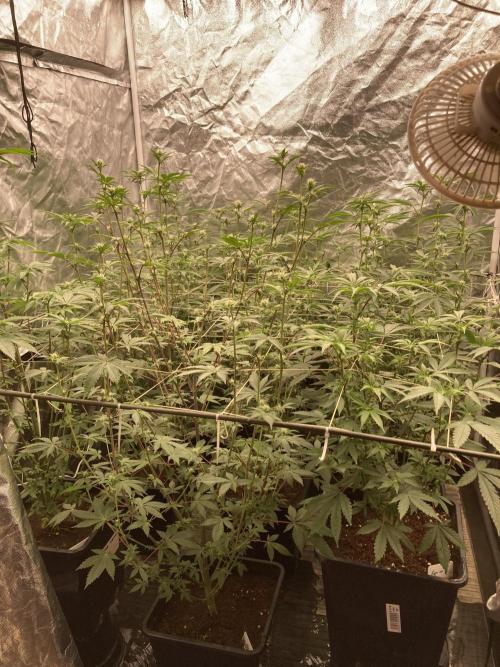Trich Beast (Solfire Gardens). Week 10