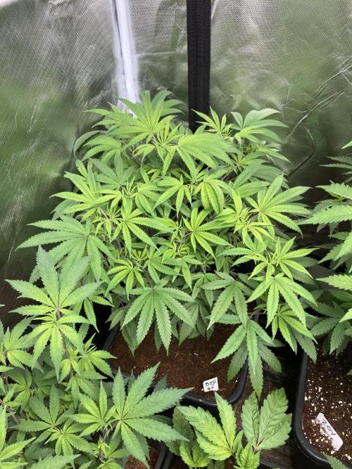 BTY47 x Manna Mountain (ttowncultivator). Week 9